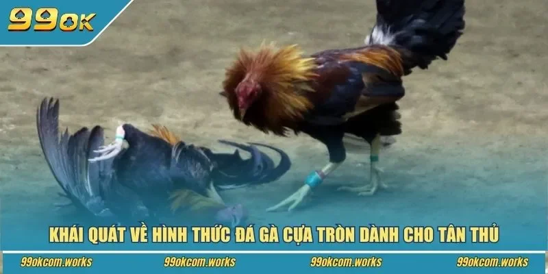 Khái quát về hình thức đá gà cựa tròn dành cho tân thủ