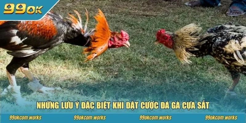 Những lưu ý đặc biệt khi đặt cược đá gà cựa sắt